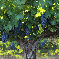 Purple grape clusters hanging on the vine before harvest